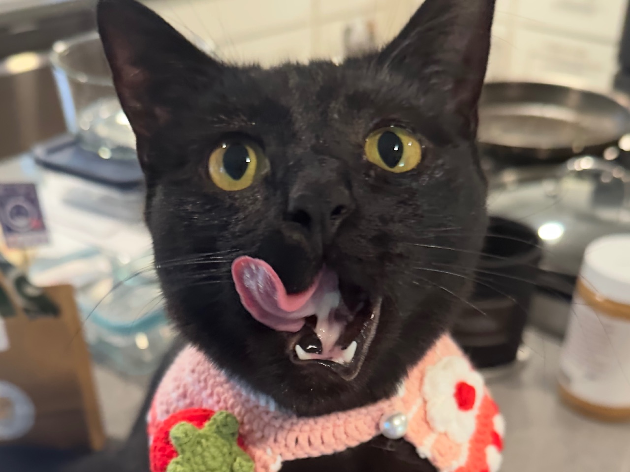 Boba looking toward the camera in a pink strawberry collar