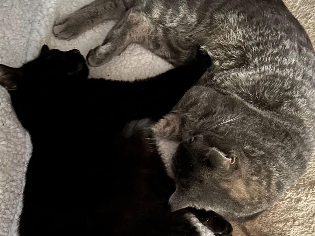 Mochi and Boba curled up together