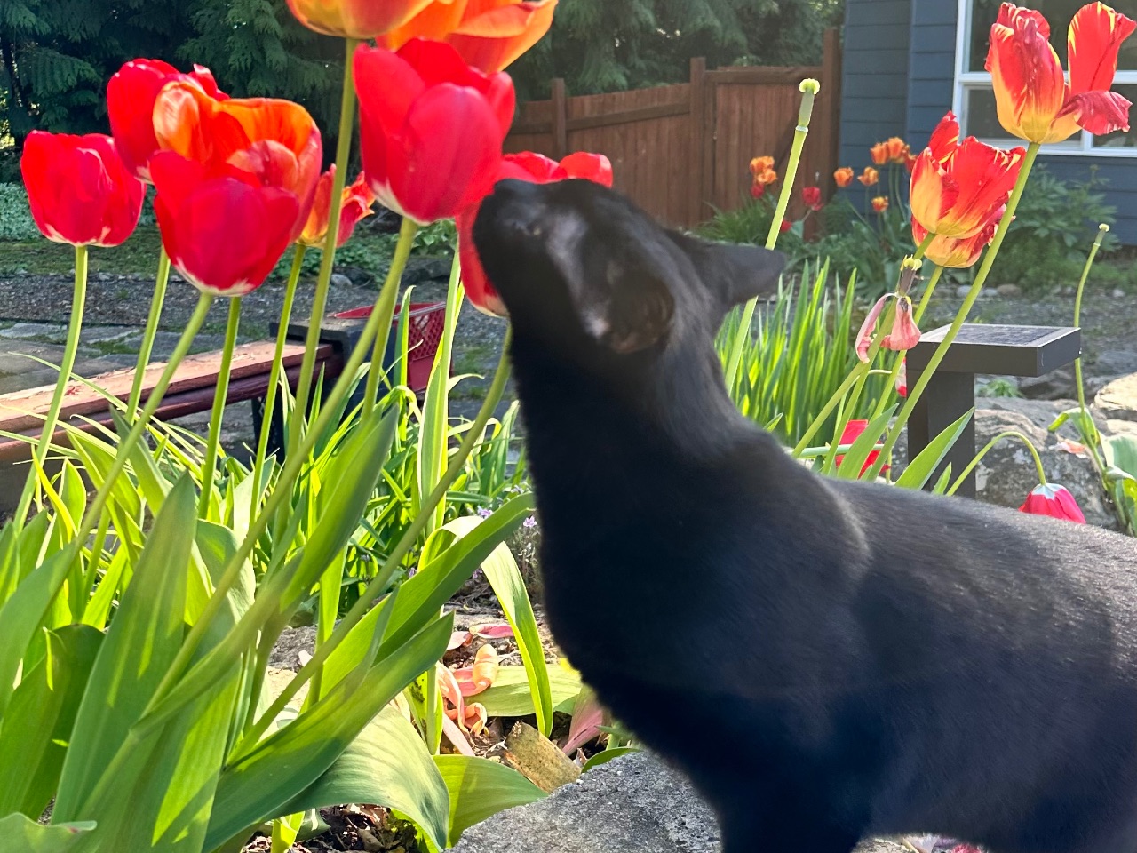 Boba looking at red tulips in the garden at home