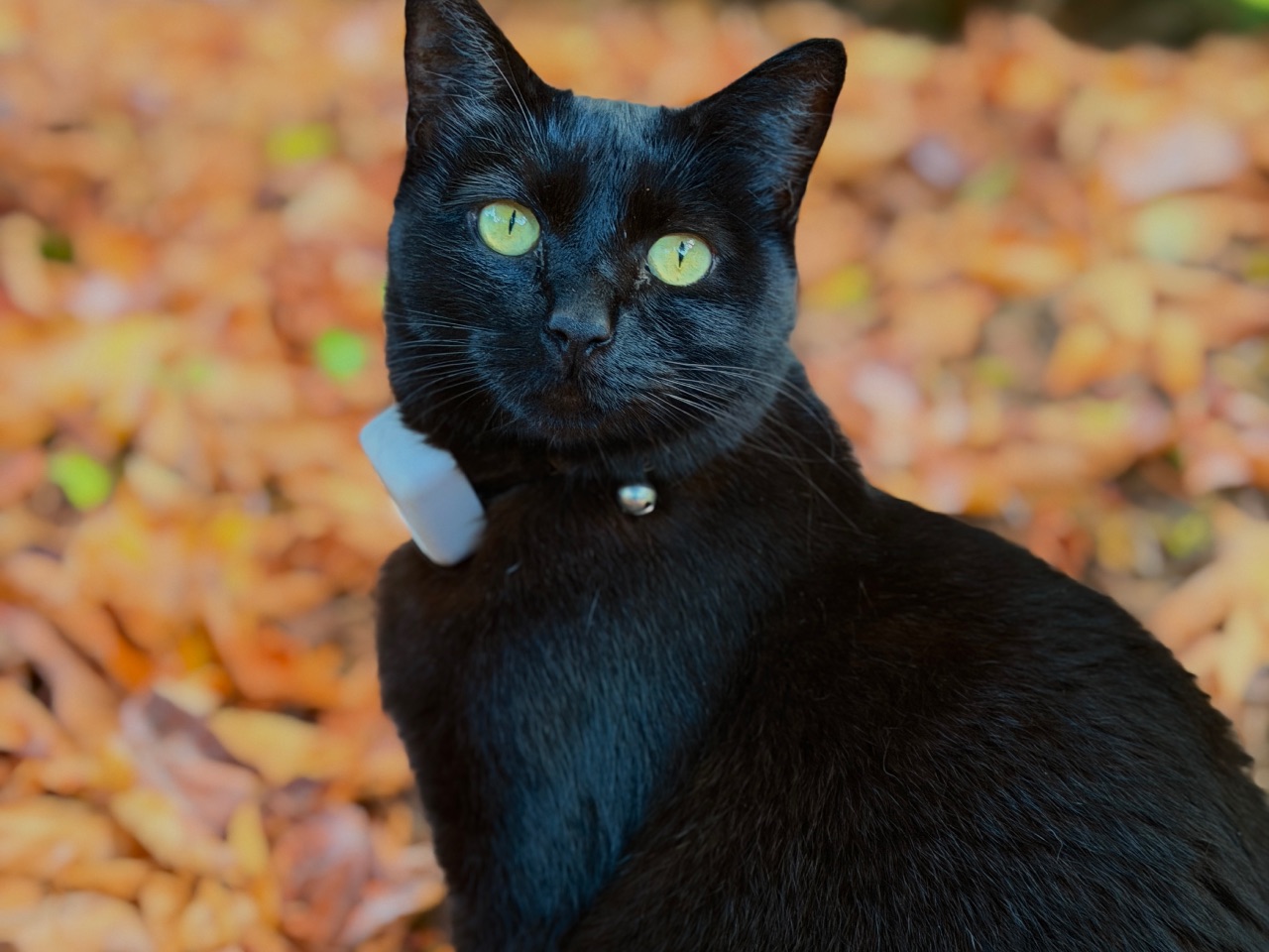 Boba sitting in front of autumn leaves