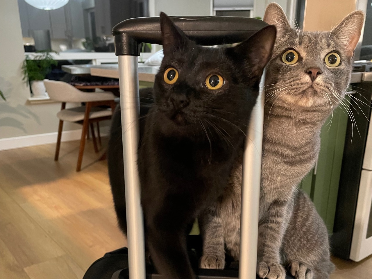 Mochi and Boba sitting side by side on a chair