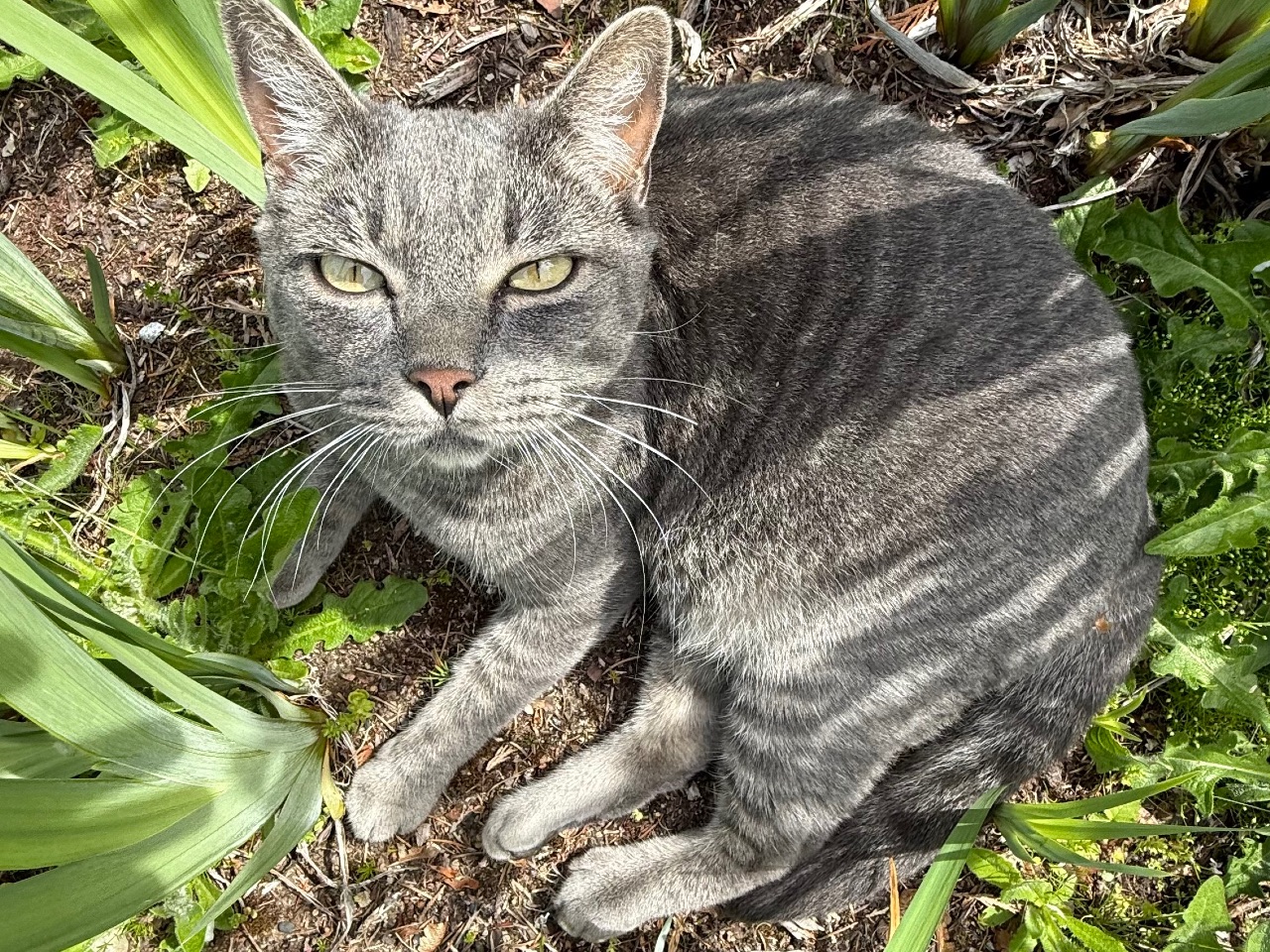 Mochi resting in the garden at home